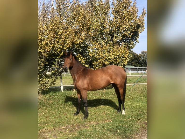 Hannoveraner Stute 12 Jahre 164 cm Brauner in Dörpen