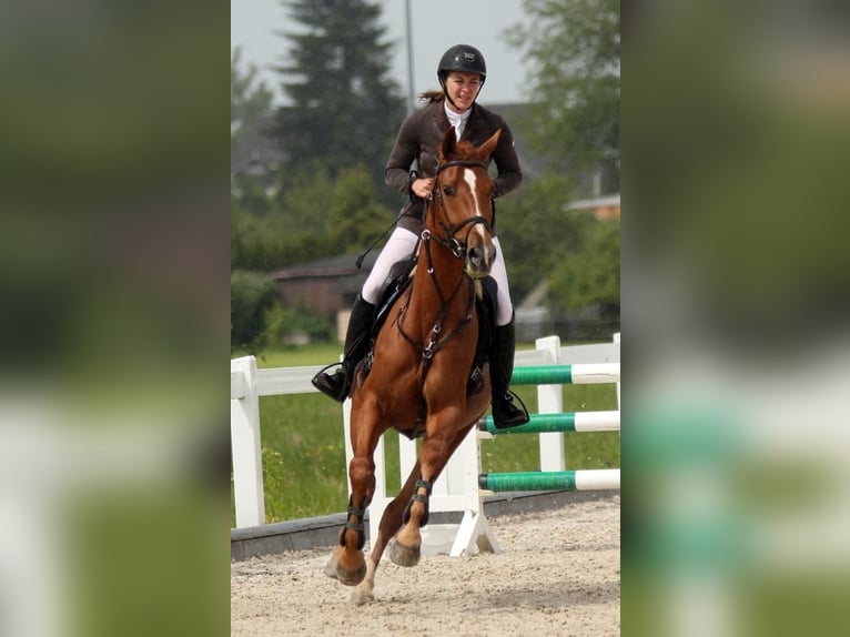 Hannoveraner Stute 12 Jahre 164 cm Fuchs in Ermensee