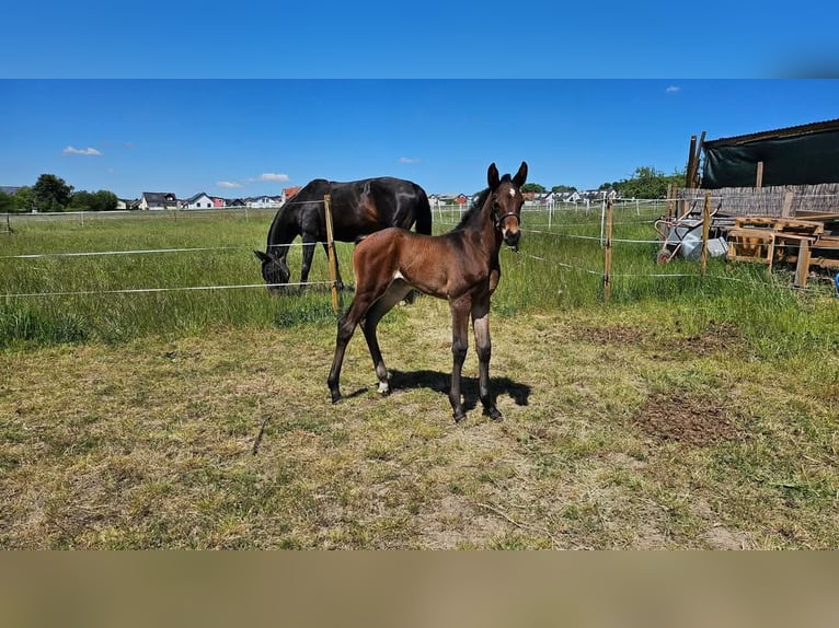 Hannoveraner Stute 12 Jahre 164 cm Schwarzbrauner in Feldatal