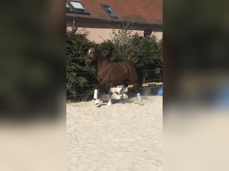 Hannoveraner Stute 12 Jahre 165 cm Brauner in Ober-M&#xF6;rlen