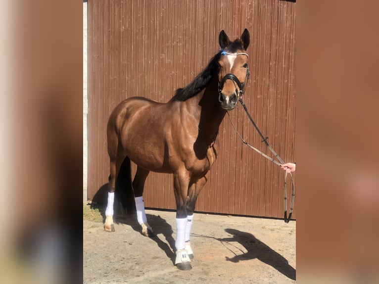 Hannoveraner Stute 12 Jahre 165 cm Brauner in Ober-M&#xF6;rlen