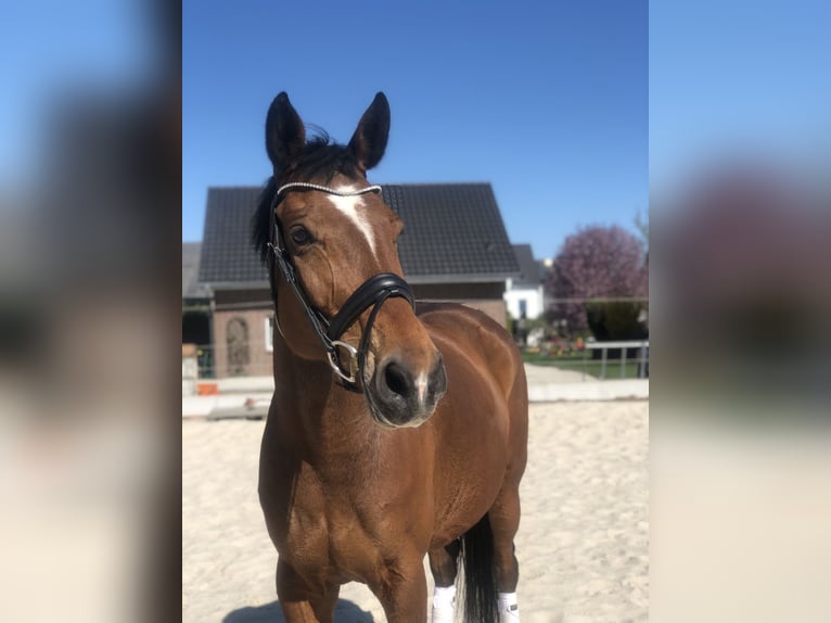 Hannoveraner Stute 12 Jahre 165 cm Brauner in Ober-M&#xF6;rlen