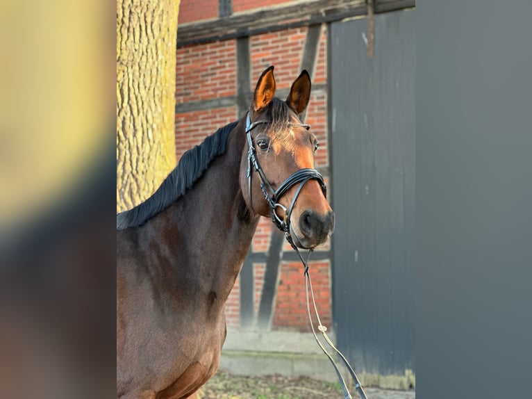 Hannoveraner Stute 12 Jahre 165 cm Dunkelbrauner in Söhlde