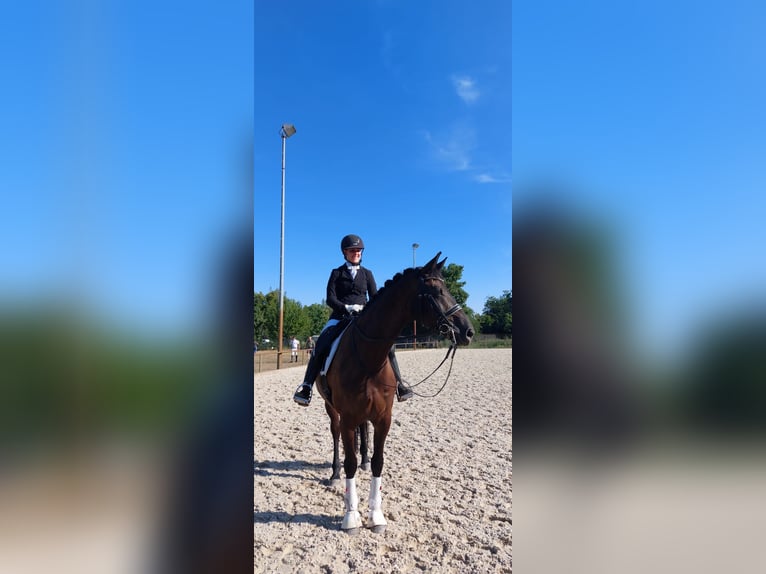 Hannoveraner Stute 12 Jahre 165 cm Rappe in Dielheim