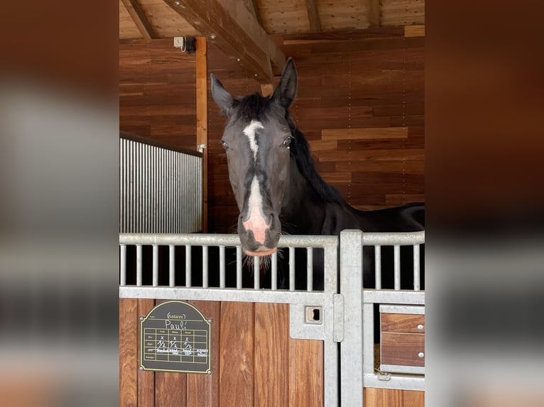 Hannoveraner Stute 12 Jahre 165 cm Rappe in Oberhaching