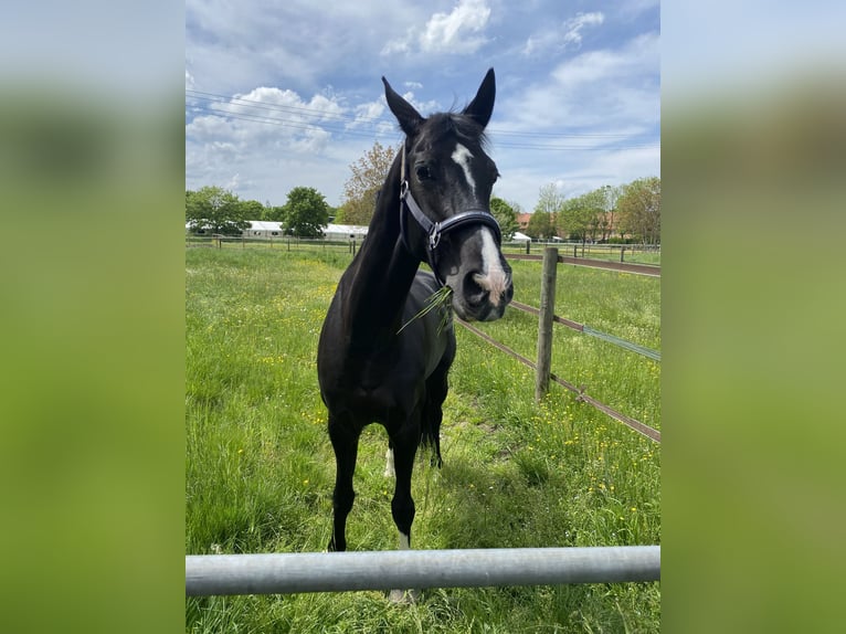 Hannoveraner Stute 12 Jahre 165 cm Rappe in Oberhaching