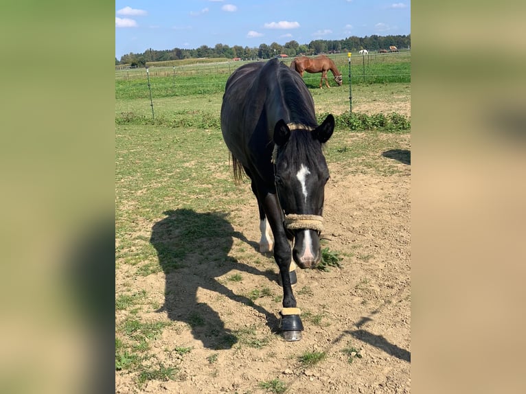 Hannoveraner Stute 12 Jahre 165 cm Rappe in Oberhaching