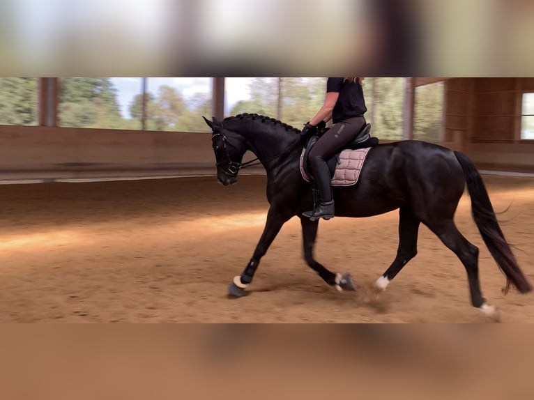 Hannoveraner Stute 12 Jahre 165 cm Rappe in Oberhaching