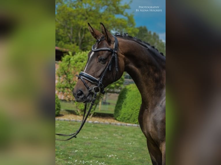 Hannoveraner Stute 12 Jahre 165 cm Schwarzbrauner in Neuenkirchen