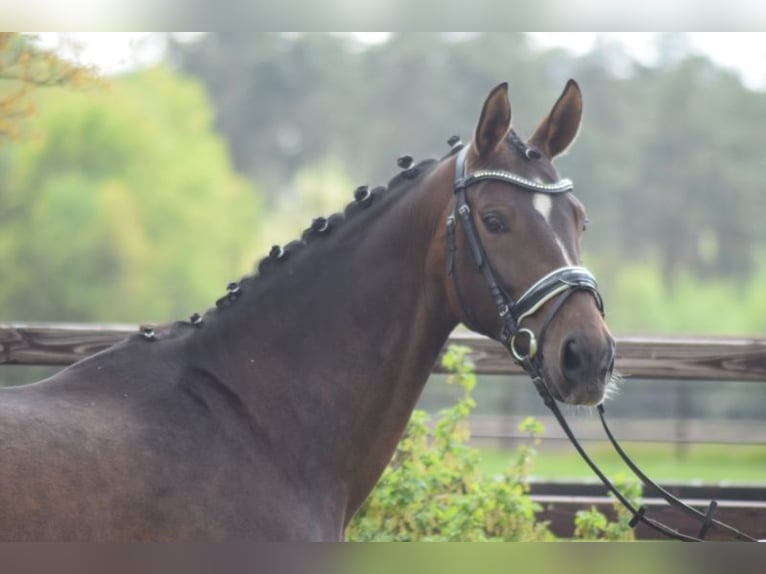 Hannoveraner Stute 12 Jahre 165 cm Schwarzbrauner in Neuenkirchen