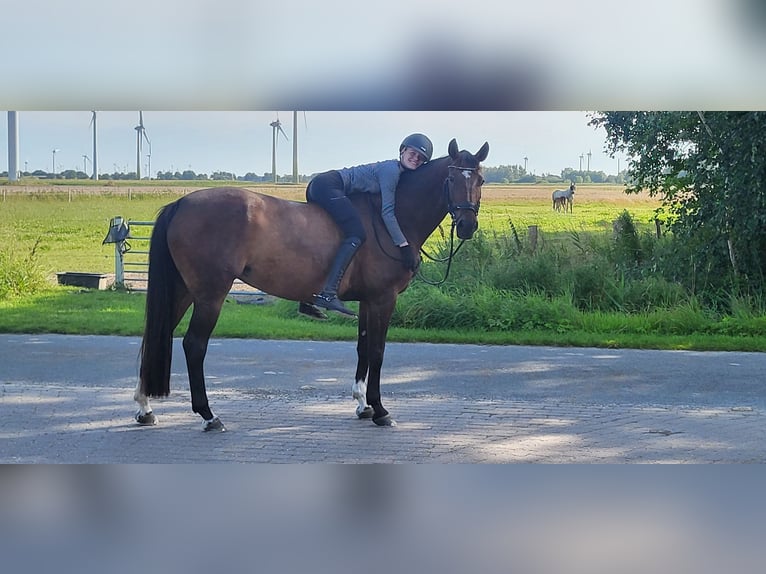 Hannoveraner Stute 12 Jahre 166 cm Dunkelbrauner in Groven