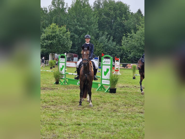 Hannoveraner Stute 12 Jahre 166 cm Dunkelbrauner in Groven
