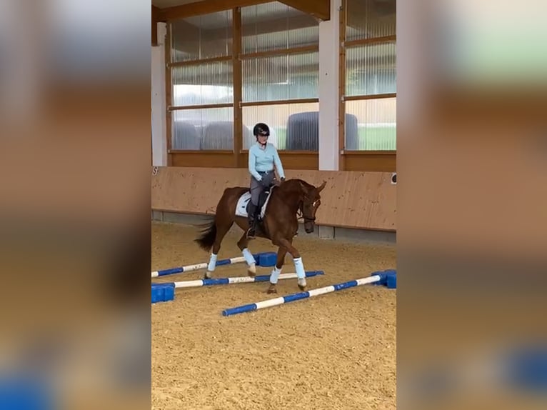 Hannoveraner Stute 12 Jahre 166 cm Dunkelfuchs in Soest