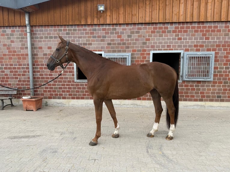 Hannoveraner Stute 12 Jahre 166 cm Dunkelfuchs in Soest
