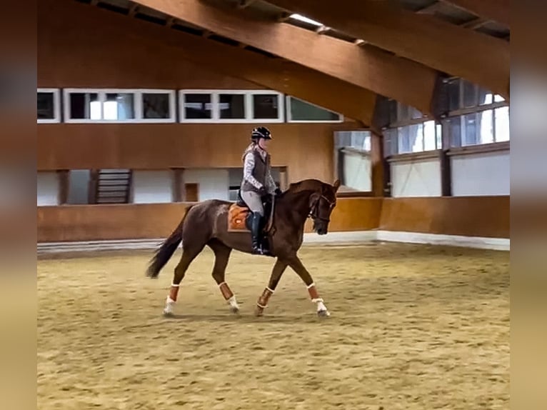 Hannoveraner Stute 12 Jahre 166 cm Dunkelfuchs in Soest