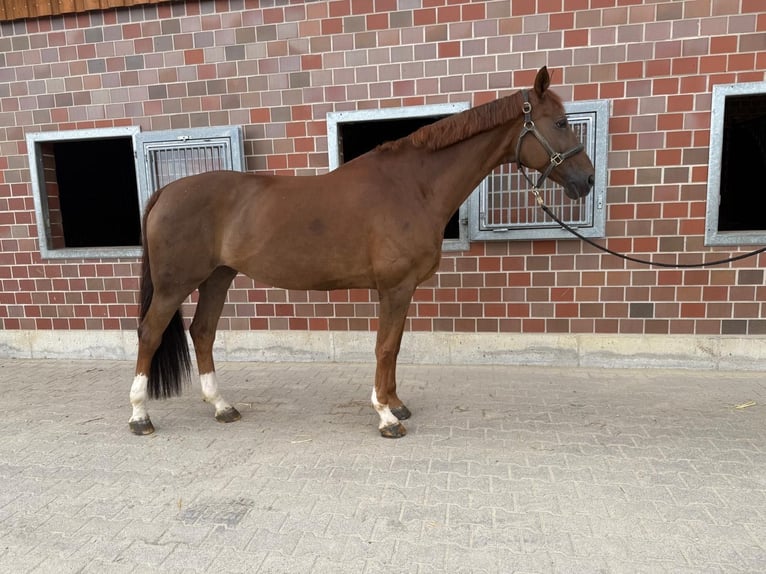 Hannoveraner Stute 12 Jahre 166 cm Dunkelfuchs in Soest
