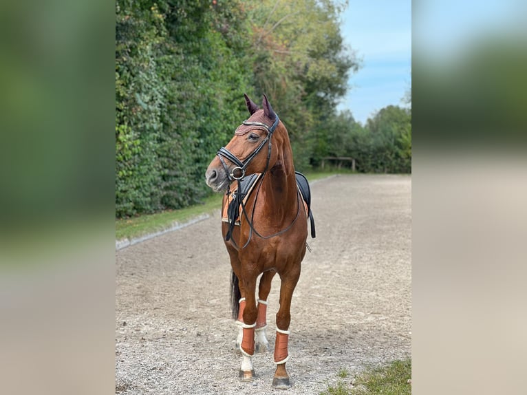 Hannoveraner Stute 12 Jahre 166 cm Dunkelfuchs in Soest