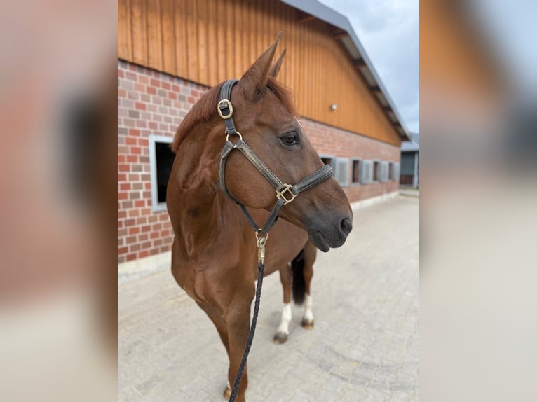 Hannoveraner Stute 12 Jahre 166 cm Dunkelfuchs in Soest