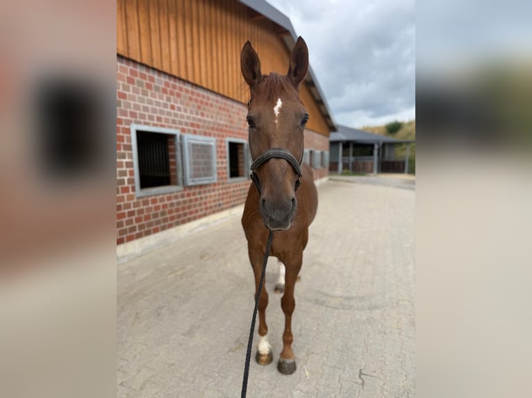 Hannoveraner Stute 12 Jahre 166 cm Dunkelfuchs in Soest