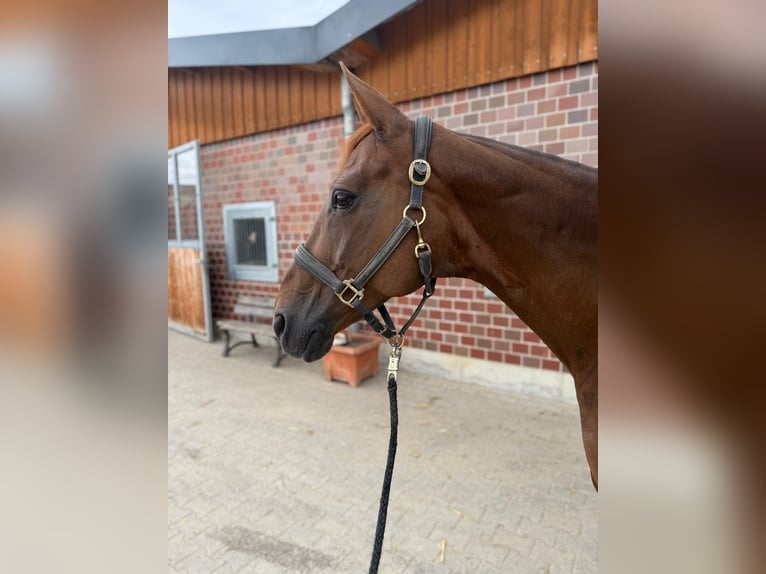 Hannoveraner Stute 12 Jahre 166 cm Dunkelfuchs in Soest