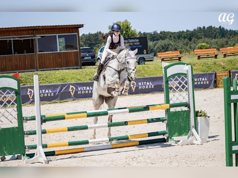 Hannoveraner Stute 12 Jahre 166 cm Schimmel in Stary Wołów