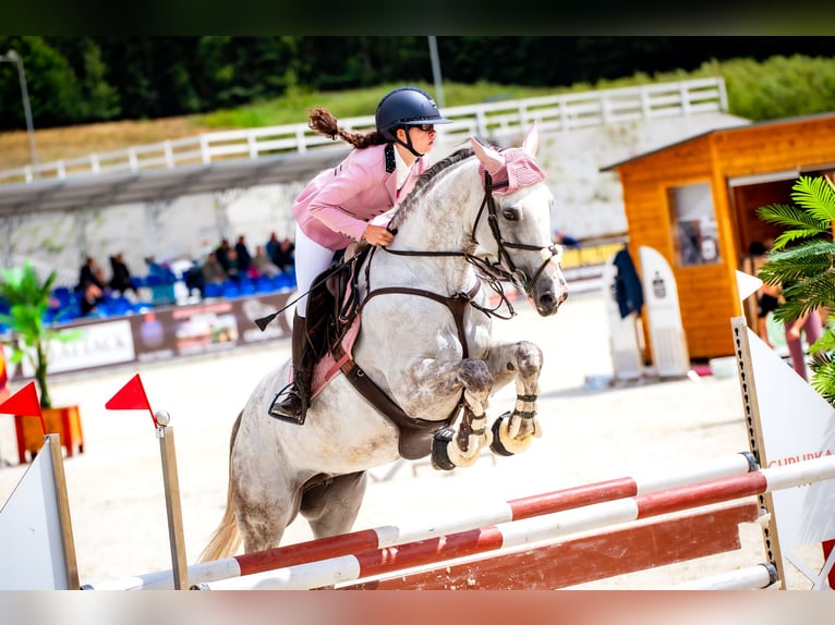 Hannoveraner Stute 12 Jahre 166 cm Schimmel in Stary Wołów
