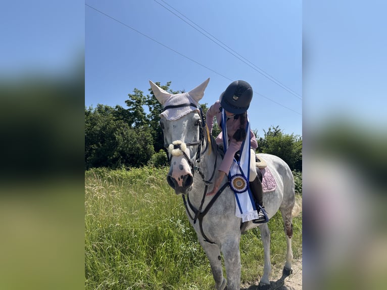 Hannoveraner Stute 12 Jahre 166 cm Schimmel in Stary Wołów