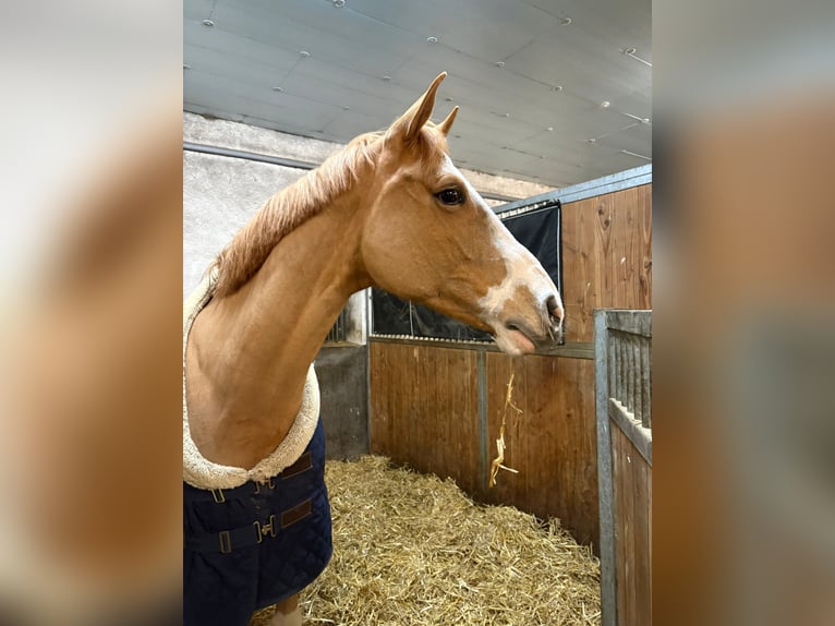 Hannoveraner Stute 12 Jahre 167 cm Fuchs in Sörup