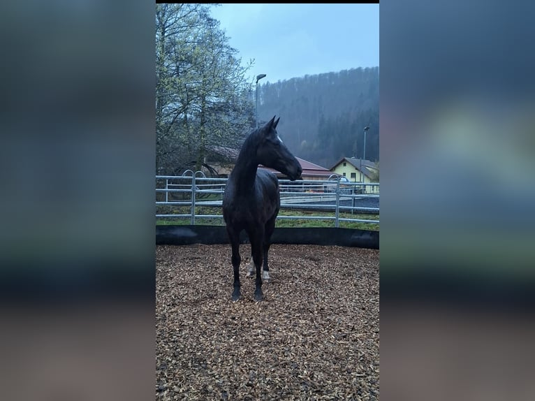 Hannoveraner Stute 12 Jahre 167 cm Rappe in Schopfheim
