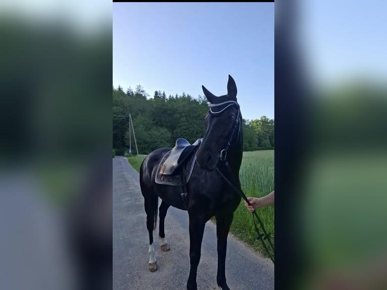Hannoveraner Stute 12 Jahre 167 cm Rappe in Schopfheim