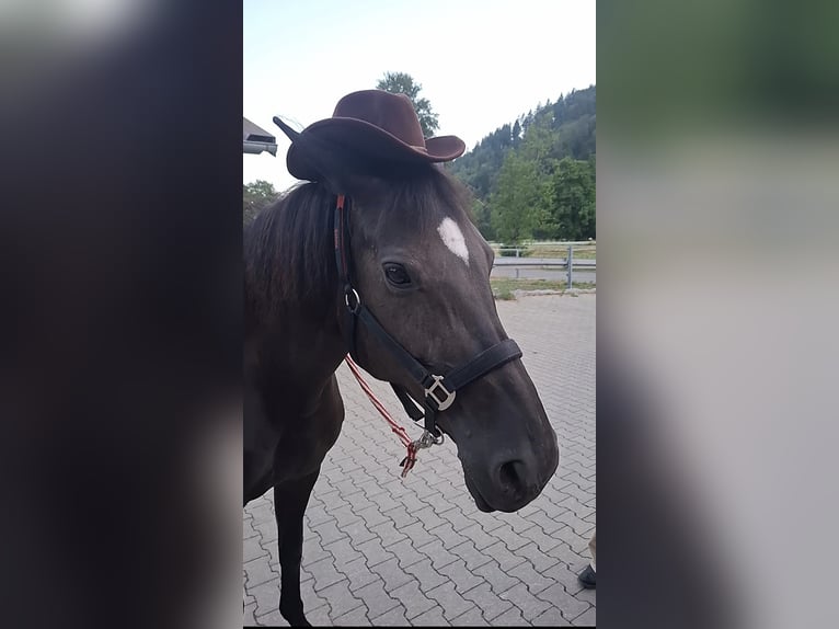 Hannoveraner Stute 12 Jahre 167 cm Rappe in Schopfheim