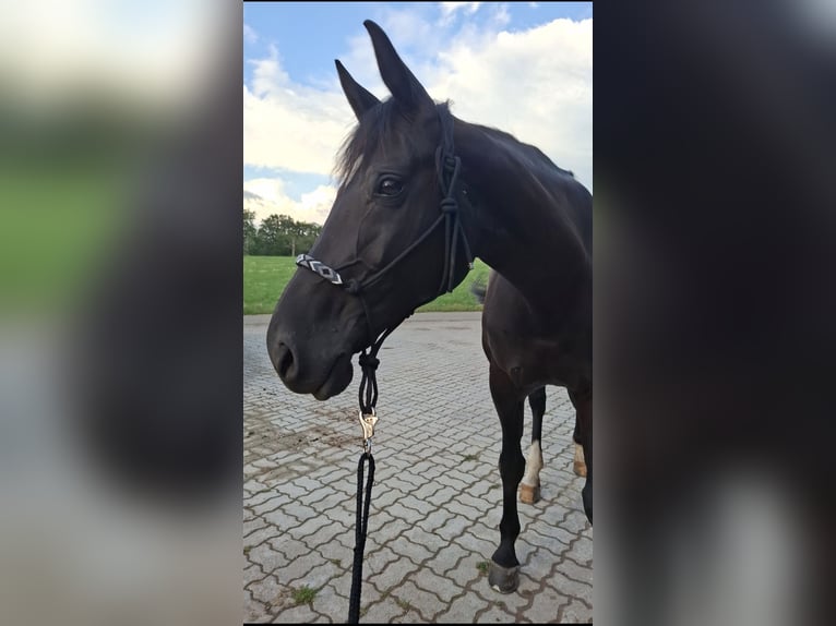 Hannoveraner Stute 12 Jahre 167 cm Rappe in Schopfheim