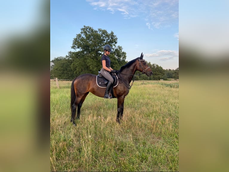 Hannoveraner Stute 12 Jahre 168 cm Brauner in Löwenberger Land