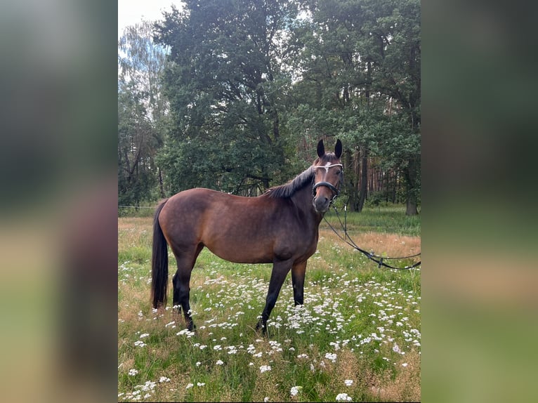 Hannoveraner Stute 12 Jahre 168 cm Brauner in Löwenberger Land