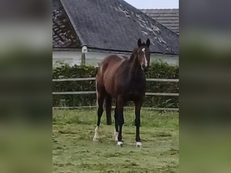 Hannoveraner Stute 12 Jahre 168 cm Brauner in Haag am Hausruck