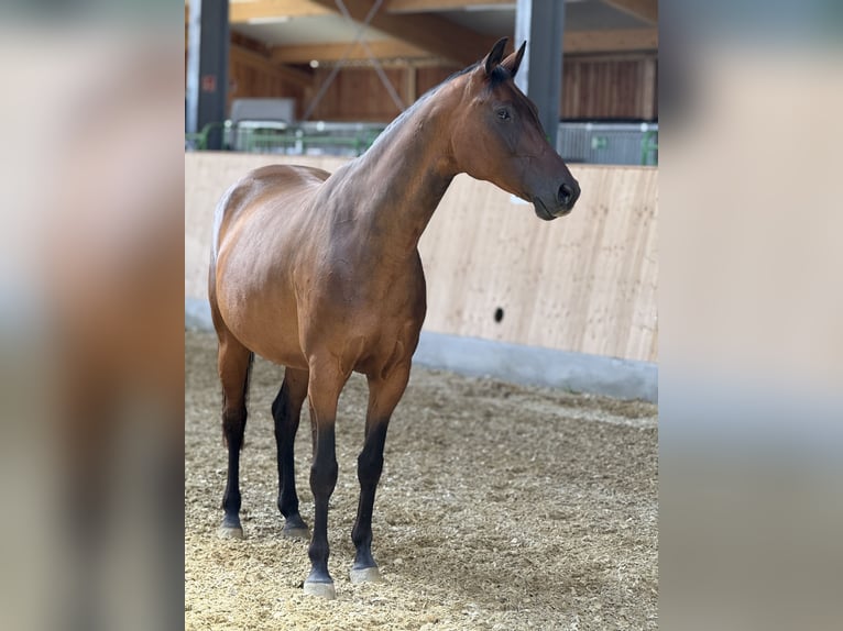 Hannoveraner Stute 12 Jahre 168 cm Brauner in Goellersdorf