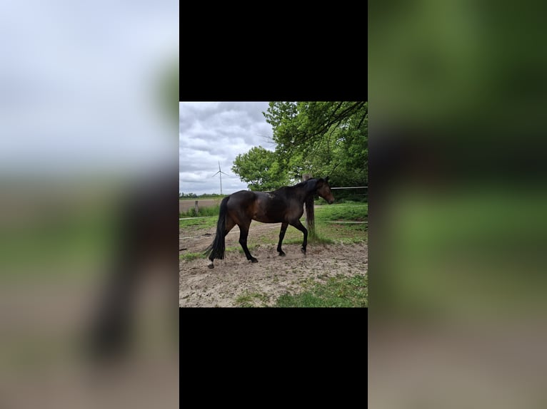 Hannoveraner Stute 12 Jahre 168 cm Dunkelbrauner in Wadersloh