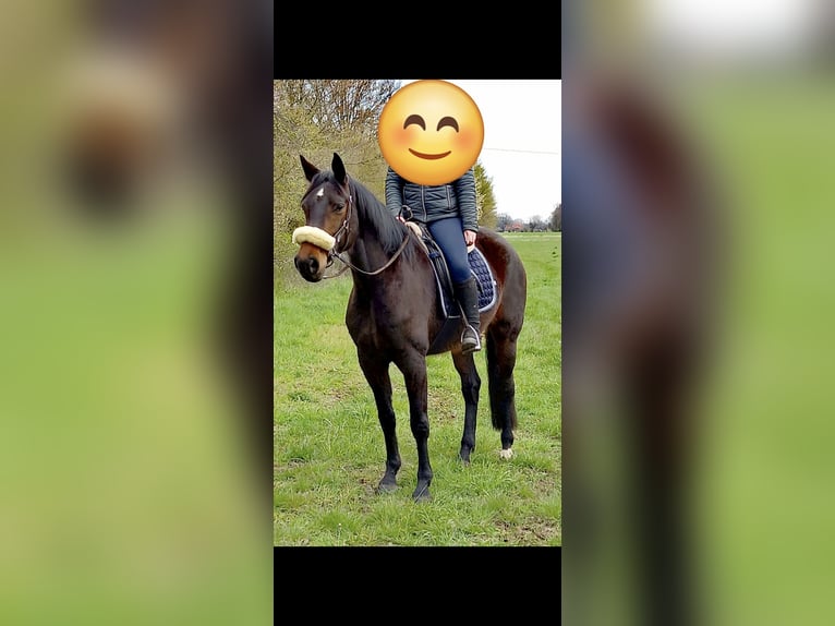 Hannoveraner Stute 12 Jahre 168 cm Dunkelbrauner in Wadersloh