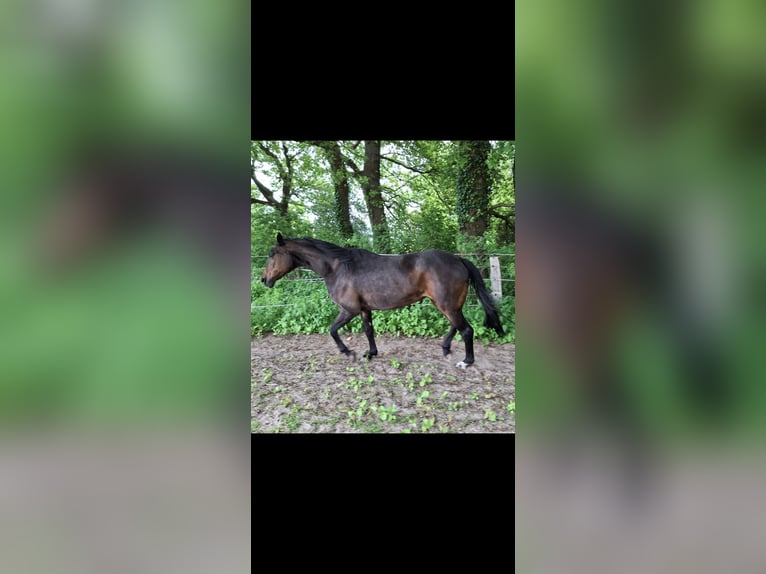 Hannoveraner Stute 12 Jahre 168 cm Dunkelbrauner in Wadersloh
