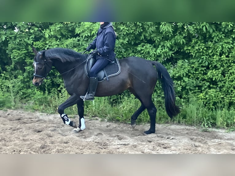 Hannoveraner Stute 12 Jahre 168 cm Dunkelbrauner in Retschow