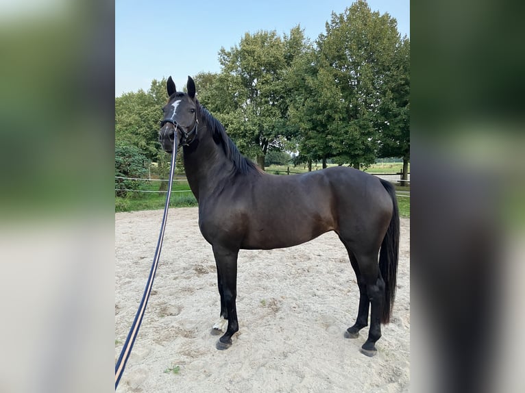 Hannoveraner Stute 12 Jahre 168 cm Dunkelbrauner in Retschow