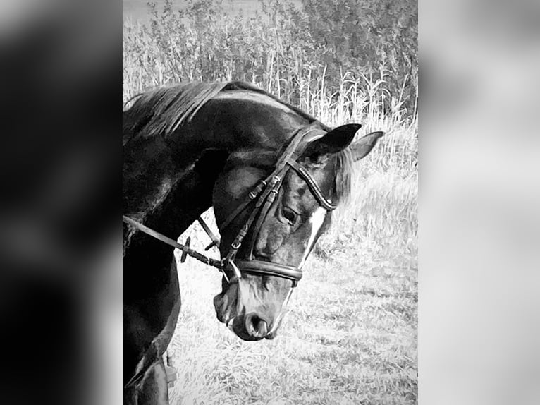 Hannoveraner Stute 12 Jahre 168 cm Dunkelbrauner in Retschow