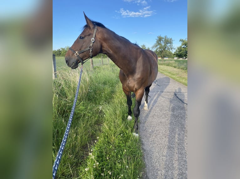 Hannoveraner Stute 12 Jahre 168 cm Dunkelbrauner in Schwarmstedt