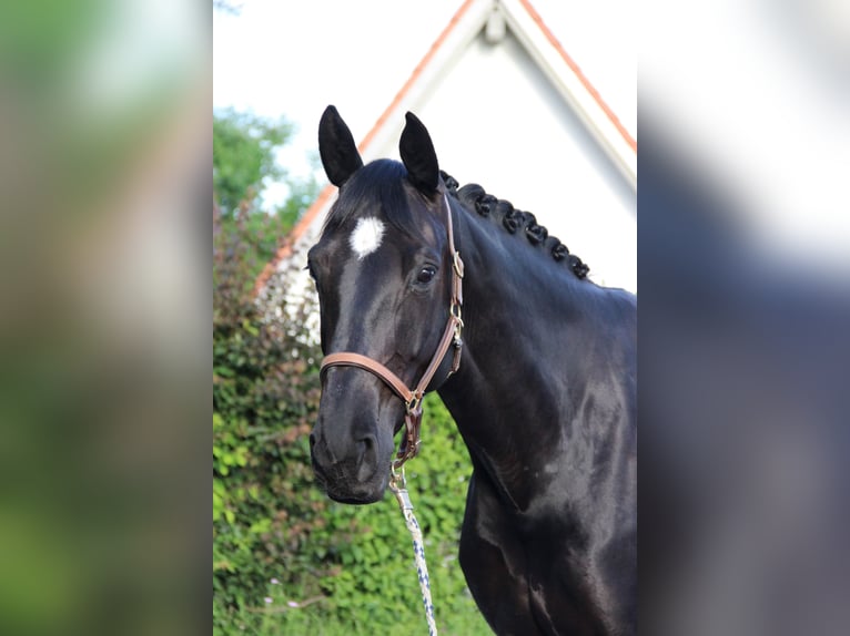 Hannoveraner Stute 12 Jahre 168 cm Rappe in Tiefenbach