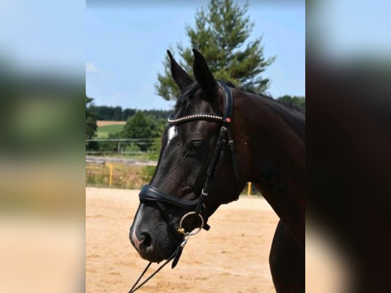 Hannoveraner Stute 12 Jahre 168 cm Schwarzbrauner in Reichenbach/Vogtland