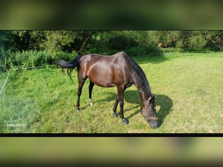 Hannoveraner Stute 12 Jahre 168 cm Schwarzbrauner in Reichenbach/Vogtland