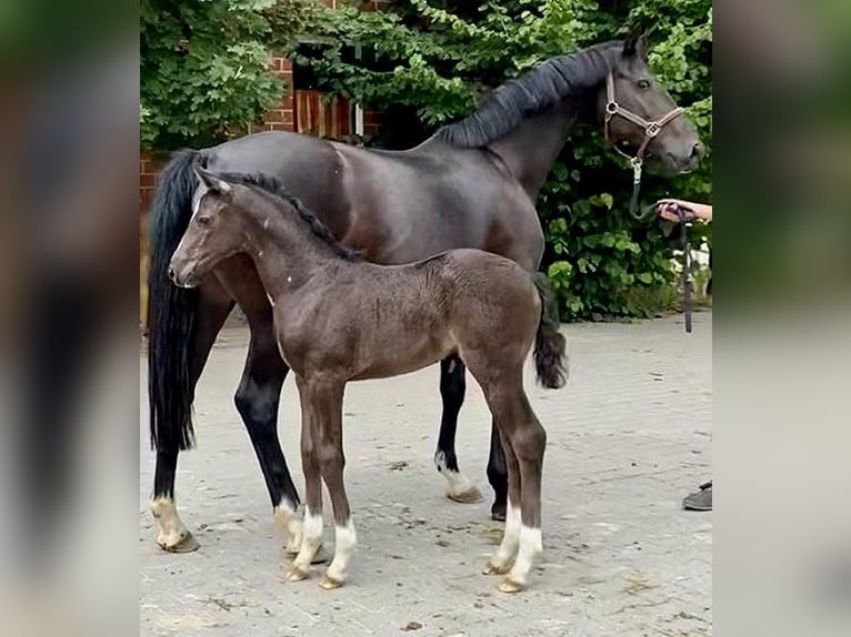 Hannoveraner Stute 12 Jahre 168 cm Schwarzbrauner in Telgte