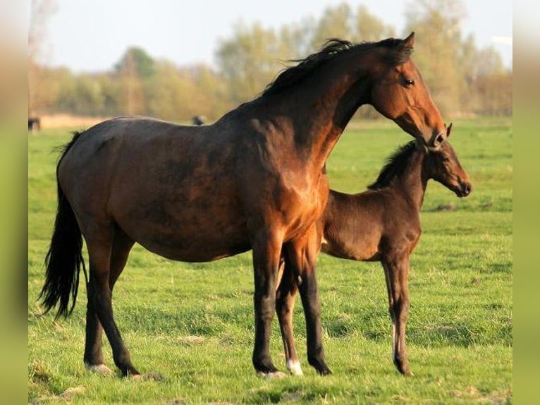 Hannoveraner Stute 12 Jahre 168 cm Schwarzbrauner in Telgte