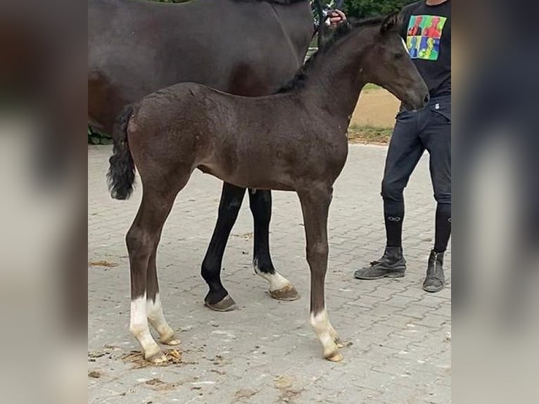 Hannoveraner Stute 12 Jahre 168 cm Schwarzbrauner in Telgte