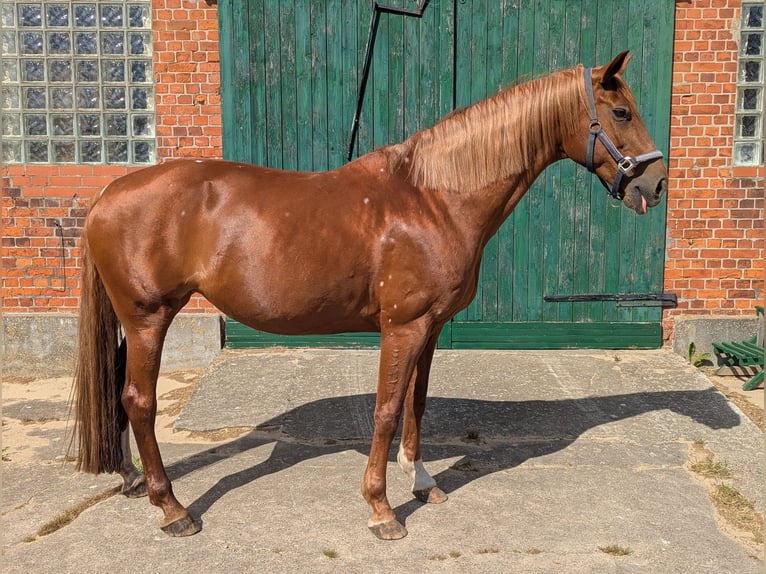 Hannoveraner Stute 12 Jahre 169 cm Fuchs in Hittbergen